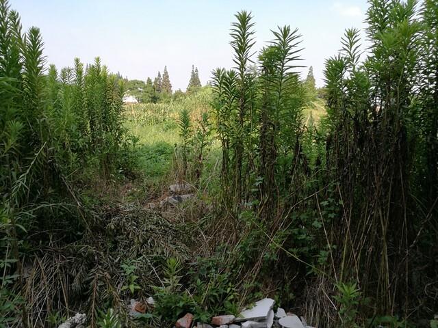 求租太仓土地10-20亩 太仓堆场求租